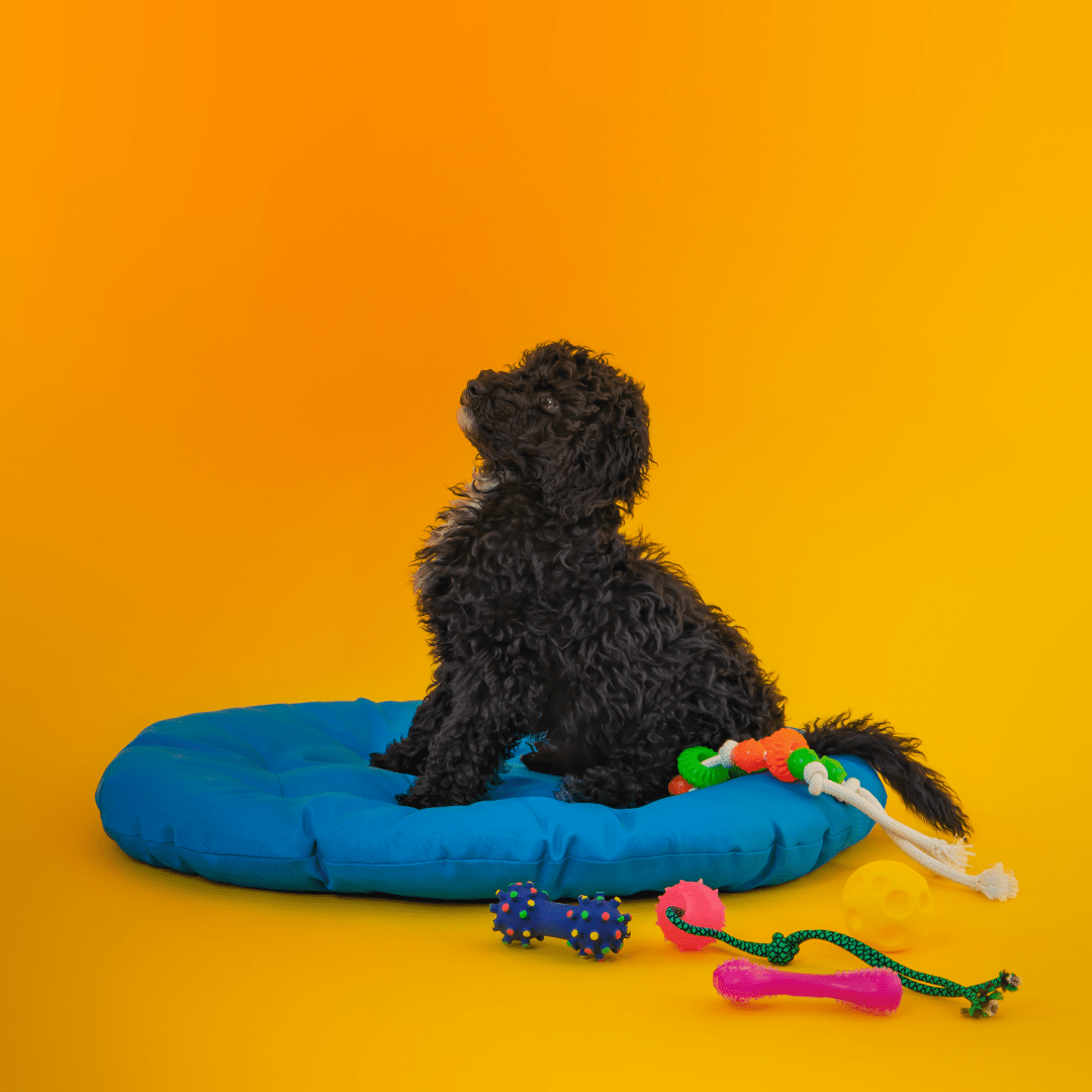 Pet Design For Product and Services I